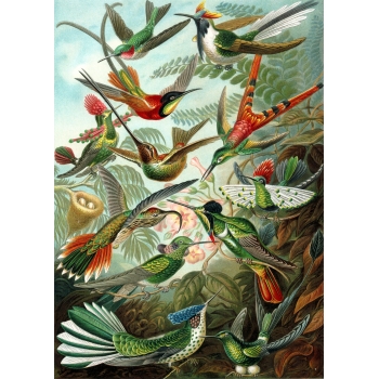 "Kolibry" Ernst Haeckel
